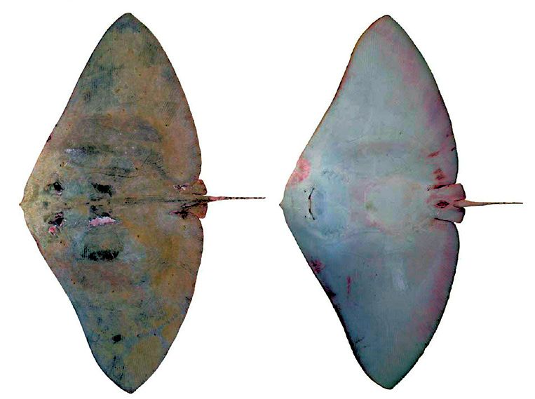 Gymnura altavela_03.jpg